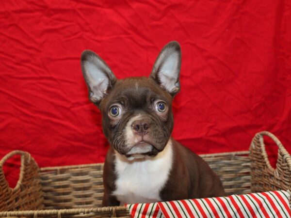 Boston Terrier Dog Male Red 20694 Petland Rome, Georgia