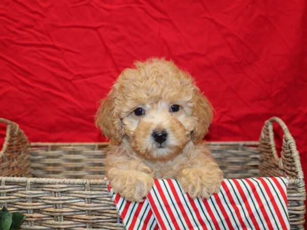 Miniature Goldendoodle Dog Female Red 20691 Petland Rome, Georgia