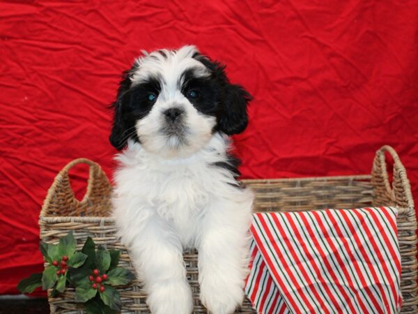 Teddy-Dog-Male--20697-Petland Rome, Georgia