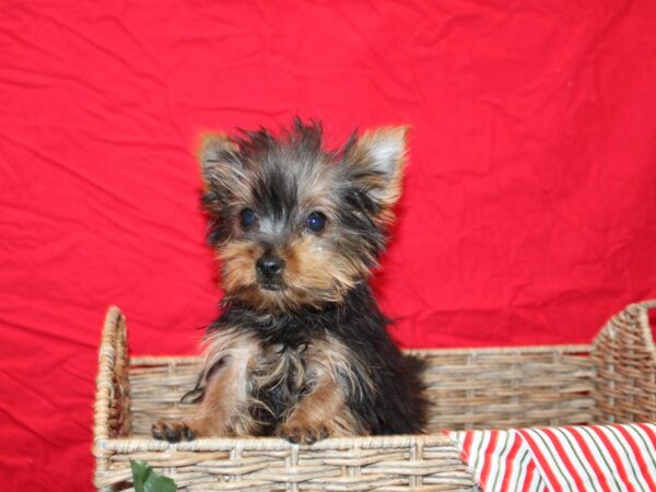 Yorkshire Terrier Dog Female 20692 Petland Rome, Georgia