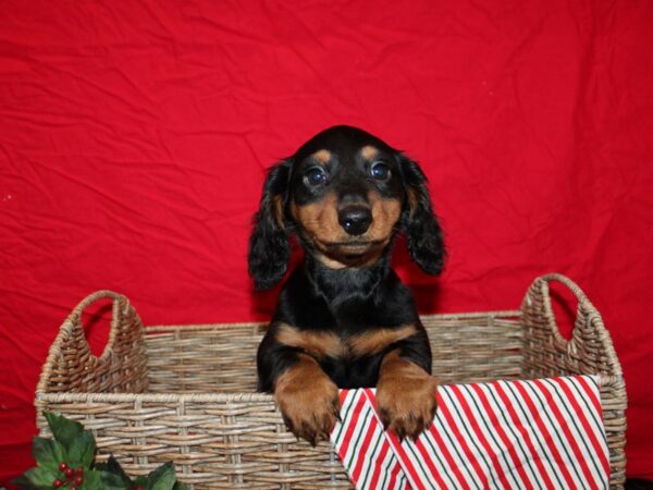 Dachshund DOG Male Black and Tan 20690 Petland Rome, Georgia