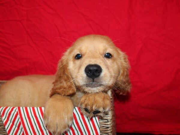 Golden Retriever Dog Male Golden 20695 Petland Rome, Georgia