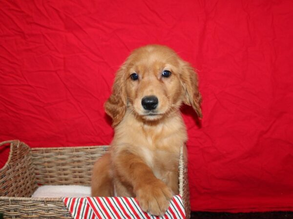 Golden Retriever Dog Female Golden 20696 Petland Rome, Georgia