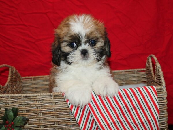 Shih Tzu-Dog-Female--20673-Petland Rome, Georgia