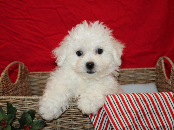 Bichon Frise Dog Male 20672 Petland Rome, Georgia