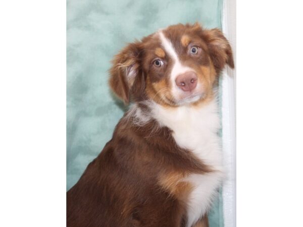 Australian Shepherd DOG Female Red 9548 Petland Rome, Georgia