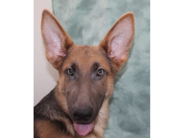 German Shepherd DOG Male Blue 9542 Petland Rome, Georgia