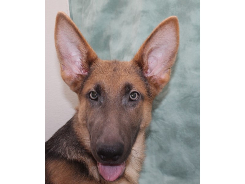 German Shepherd-Male-Blue-3825936-Petland Rome