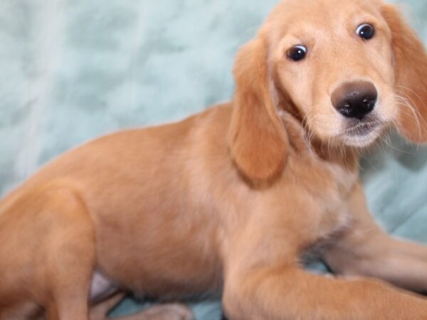 Golden Retriever Dog Female Gold 9596 Petland Rome, Georgia