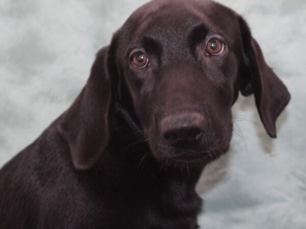 Labrador Retriever DOG Male Black 9541 Petland Rome, Georgia