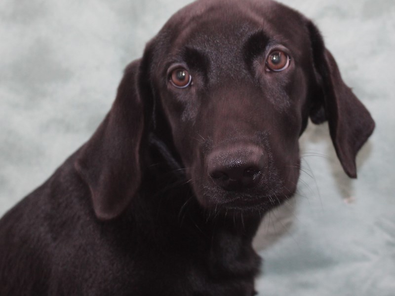 Labrador Retriever-Male-Black-3825945-Petland Rome