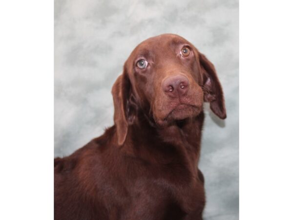 Labrador Retriever DOG Female Chocolate 9525 Petland Rome, Georgia