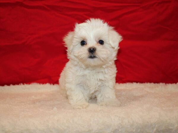 Coton De Tulear DOG Female White 20705 Petland Rome, Georgia