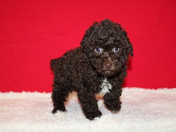 Miniature Poodle DOG Male Chocolate 20721 Petland Rome, Georgia