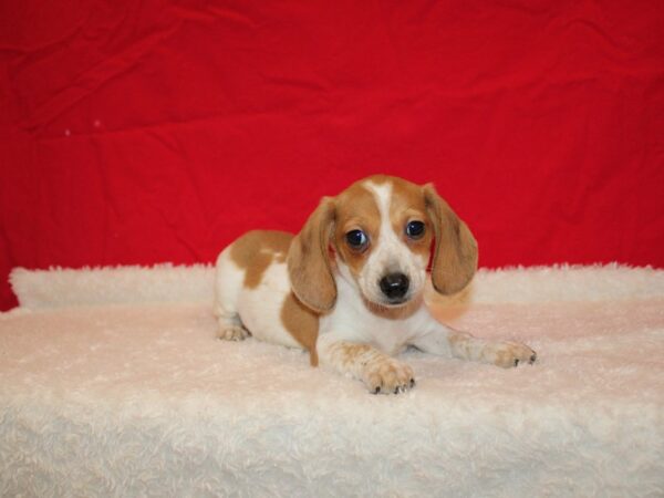 Dachshund DOG Male Fawn and White Piebald 20716 Petland Rome, Georgia