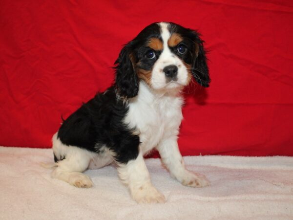 Cavalier King Charles Spaniel Dog Female Black and White 9617 Petland Rome, Georgia