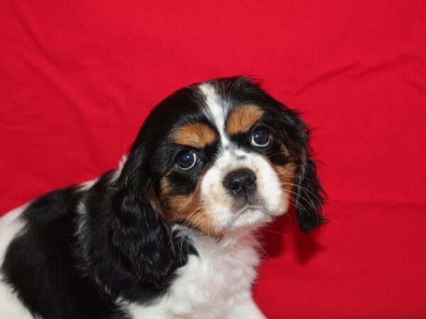 Cavalier King Charles Spaniel Dog Female Black and White 9615 Petland Rome, Georgia