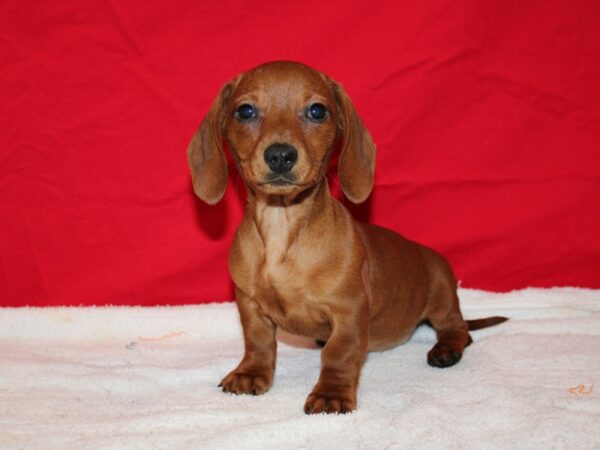 Dachshund DOG Female Red 9619 Petland Rome, Georgia