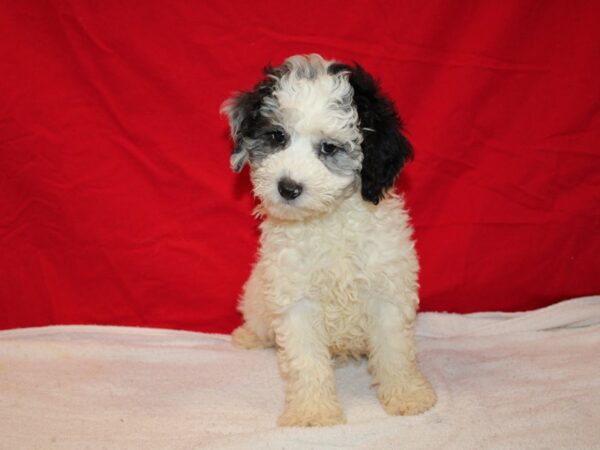 Mini Aussie Poo-Dog-Male-White and Black-9612-Petland Rome, Georgia