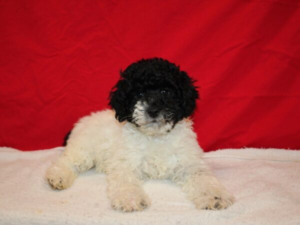 Mini Aussie Poo Dog Female Black 9613 Petland Rome, Georgia