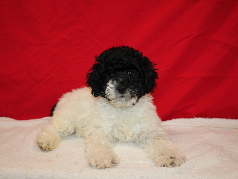 Mini Aussie Poo-Female-Black-3928790-Petland Rome
