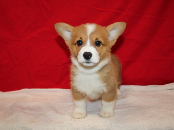 Pembroke Welsh Corgi DOG Female Sable 20708 Petland Rome, Georgia