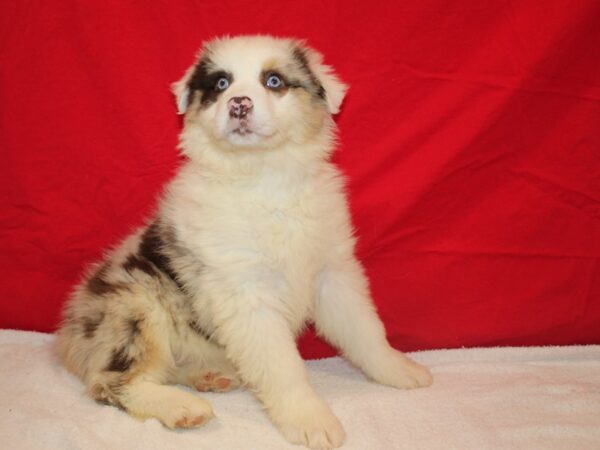 Australian Shepherd-Dog-Female-Red Merle-9614-Petland Rome, Georgia