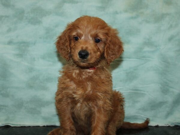 Goldendoodle Dog Female 20723 Petland Rome, Georgia