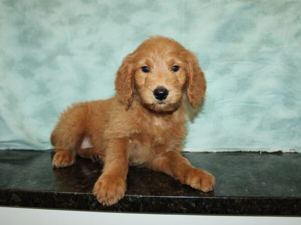 Goldendoodle Dog Female 20724 Petland Rome, Georgia