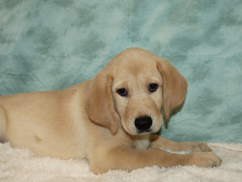Labrador Retriever-Male-Yellow-3861918-Petland Rome