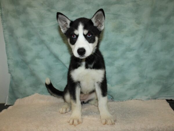 Siberian Husky DOG Female Black & White 20628 Petland Rome, Georgia