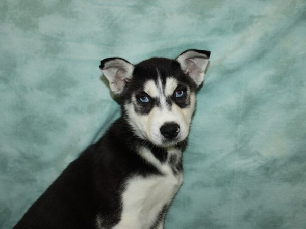 Siberian Husky DOG Male Black & White 9576 Petland Rome, Georgia