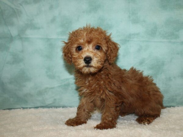 Miniature Poodle-Dog-Male-Red-9593-Petland Rome, Georgia