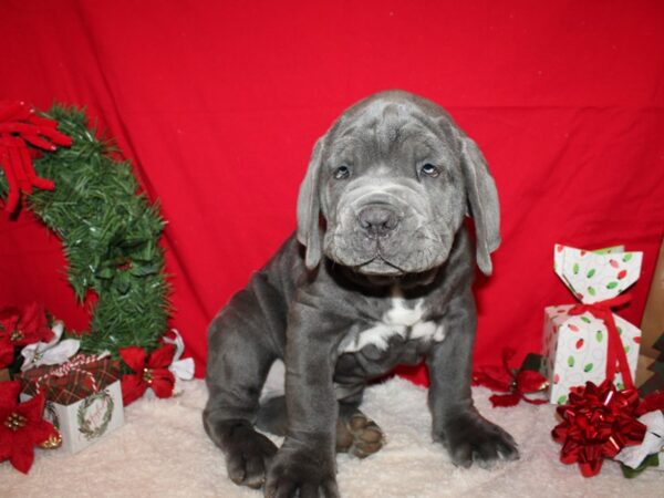 Neapolitan Mastiff-DOG-Male-Blue-9587-Petland Rome, Georgia