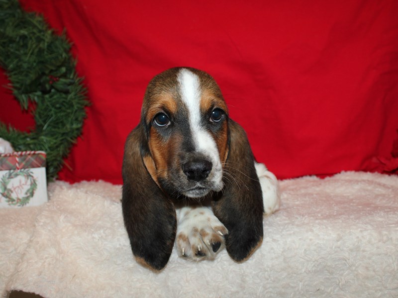 Basset Hound-Male-Black White and Tan-3878198-Petland Rome