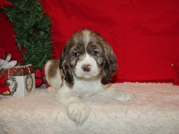 Cocker Spaniel DOG Male Chocolate Merle 20662 Petland Rome, Georgia