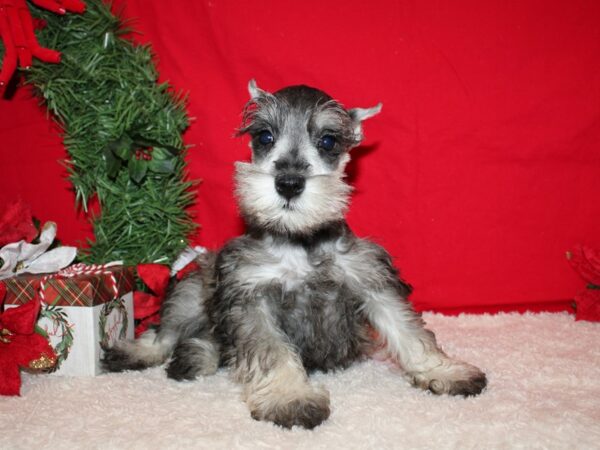 Miniature Schnauzer DOG Male Chocolate / Tan 9588 Petland Rome, Georgia