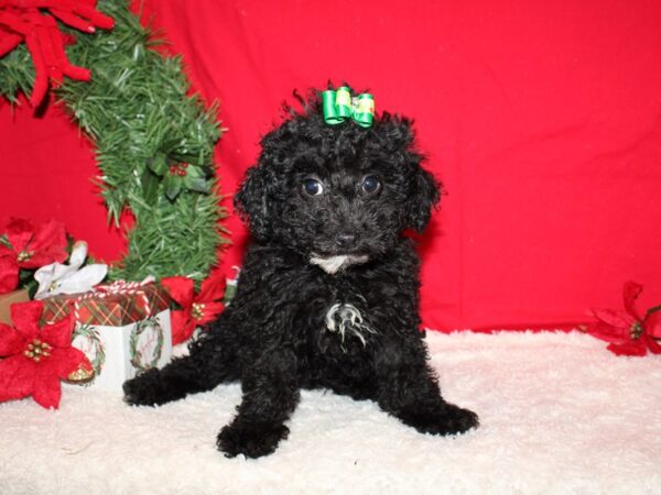 Miniature Poodle DOG Female Black 9590 Petland Rome, Georgia