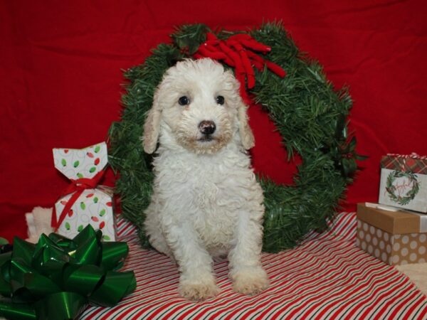 Miniature Goldendoodle 2nd Gen DOG Female Cream / White 20684 Petland Rome, Georgia