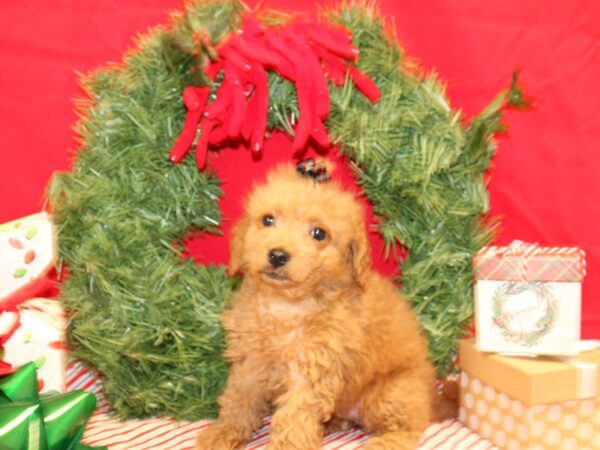 Bichapoo-Dog-Female-Red-9603-Petland Rome, Georgia