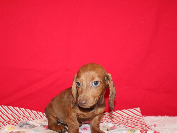 Miniature Dachshund DOG Female Red 20688 Petland Rome, Georgia