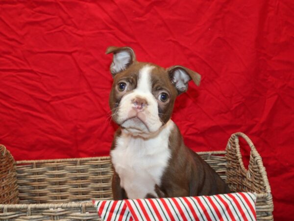 Boston Terrier DOG Male Red 20693 Petland Rome, Georgia