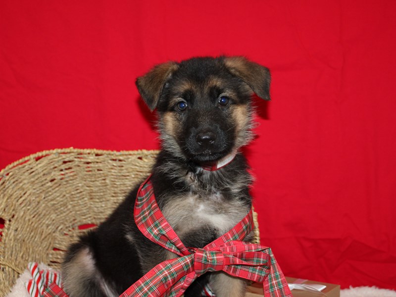 German Shepherd Dog-Female-Black and Tan-3914156-Petland Rome