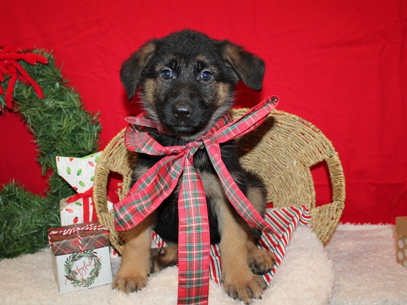 German Shepherd Dog-Female-Black and Tan-3914160-Petland Rome