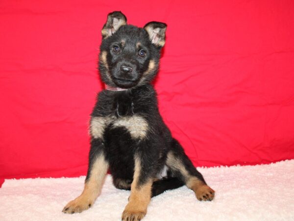 German Shepherd Dog Female blk and tan 9637 Petland Rome, Georgia