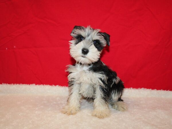 Miniature Schnauzer DOG Male Blue Merle 20709 Petland Rome, Georgia