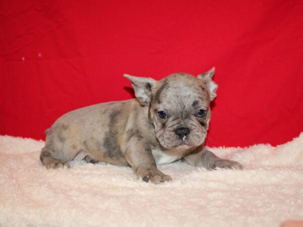 French Bulldog DOG Female Blue Merle 20715 Petland Rome, Georgia