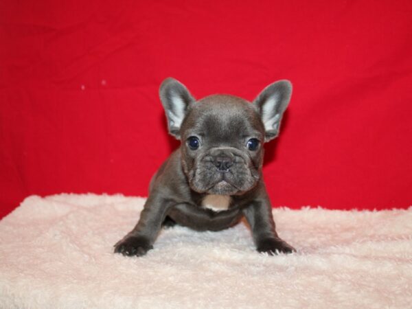 French Bulldog Dog Male Blue 20711 Petland Rome, Georgia