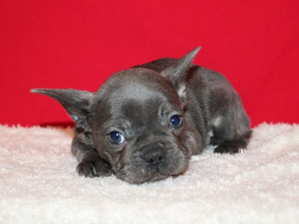 French Bulldog DOG Male Blue 20712 Petland Rome, Georgia