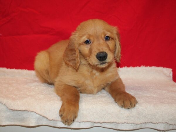 Golden Retriever-DOG-Male-Golden-9622-Petland Rome, Georgia